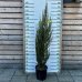 Borievka skalná (Juniperus scopulorum) ´BLUE ARROW´- výška 150-170 cm, kont. C18L